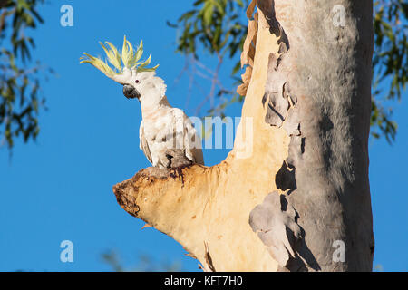 Zolfo crested cockatoo Foto Stock