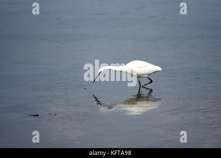 Garzetta cercando di gamberi e pesce in acque poco profonde alla arne riserva naturale, Wareham Dorset, Regno Unito. Foto Stock