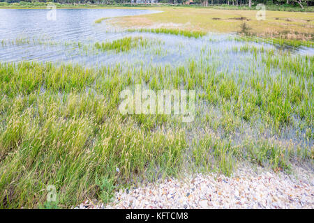 Litorale di piante su un sale water bay in north haven, NY, USA Foto Stock