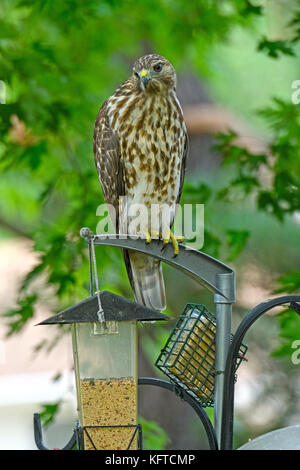 Ampia-winged hawk seduto su un cortile Bird Feeder Foto Stock