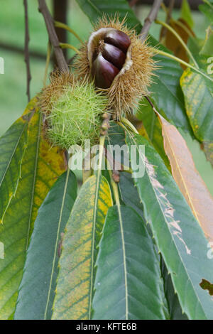 Le castagne in cartocci su un albero Foto Stock