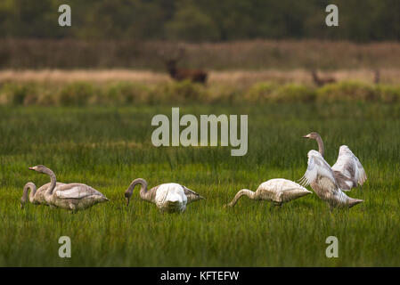 Famaly di whooper cigni in seduta grasland in Germania Foto Stock