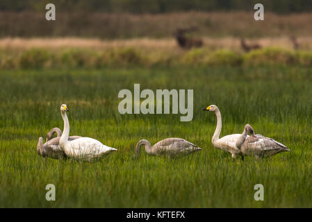 Famaly di whooper cigni in seduta grasland in Germania Foto Stock