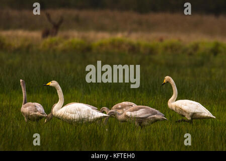 Famaly di whooper cigni in seduta grasland in Germania Foto Stock