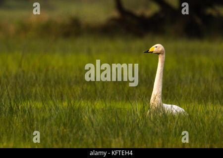 Famaly di whooper cigni in seduta grasland in Germania Foto Stock