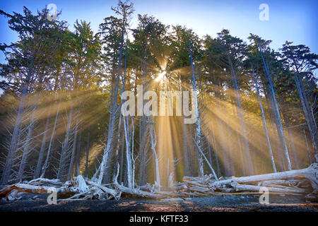 Sunrise attraverso gli alberi a Rialto Beach, Mora, Washington, Penisola Olimpica. Foto Stock