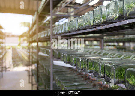 Esperimento di coltura di tessuti vegetali cellula vegetale nella tecnologia di laboratorio bottiglia sul ripiano Foto Stock