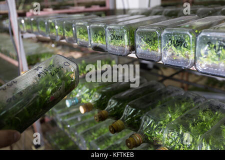 Esperimento di coltura di tessuti vegetali cellula vegetale nella tecnologia di laboratorio bottiglia sul ripiano Foto Stock