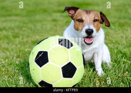 Cane divertente con le orecchie in appoggio dopo il gioco del calcio sul tappeto erboso parco giochi Foto Stock