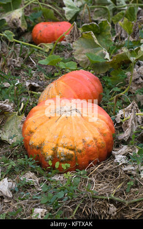 Curcubita. zucche in zucca patch. Foto Stock