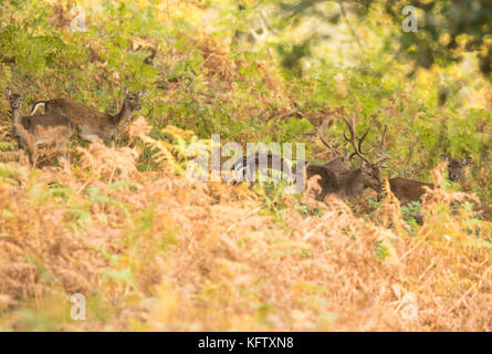 Gruppo di daini mobile attraverso il bosco autunnale in Galles, NEL REGNO UNITO. Foto Stock