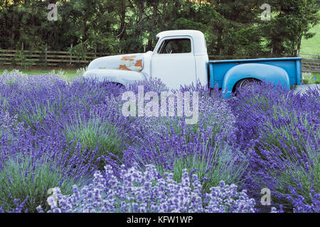 Vintage carrello parcheggiato in un campo di lavanda in fiore Foto Stock