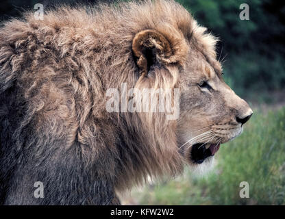 Questo profilo ritratto di un maschio di leone africano (Panthera leo) mostra dell'animale faccia regale circondato da una folta criniera di capelli e rivela il motivo per cui questo maestoso mammifero viene spesso indicato come il Re delle bestie. Purtroppo la popolazione di wild Lions in Africa è nettamente diminuita da circa 200.000 un secolo fa per un importo stimato in 20.000 a 39.000 oggi (2017). Fotografato in Sud Africa. Foto Stock