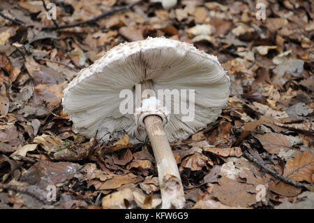 Parasol mushroom giacente sul fogliame secco Foto Stock