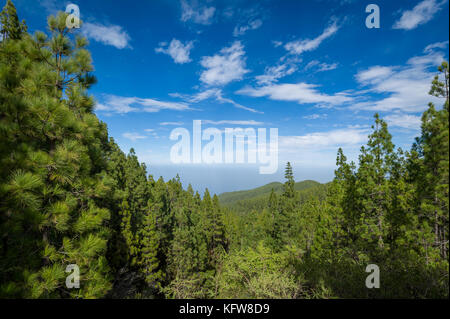 La esperanza paesaggio forestale Foto Stock