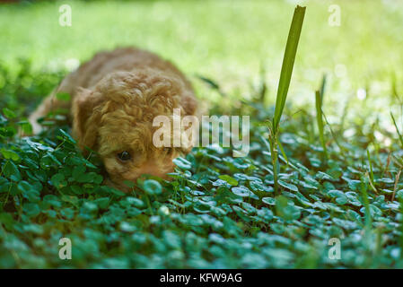 Piccolo cucciolo nascondendo in erba. barboncino cucciolo posa sull'erba Foto Stock