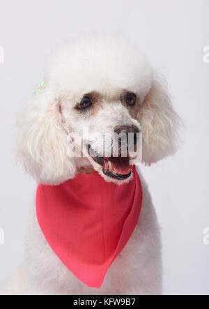 Un sorriso bianco cane barboncino ritratto isolato su sfondo bianco. gead di curate poodle Foto Stock