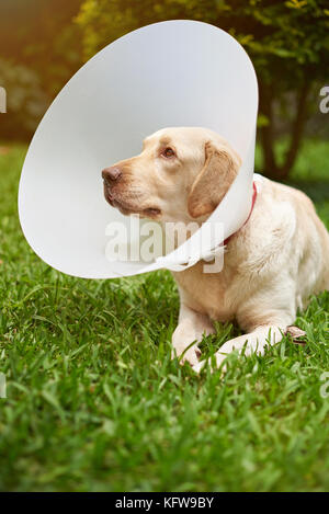 Il labrador cane con cono di plastica cercando Foto Stock