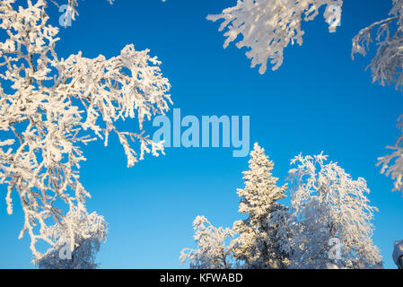 Snowy trees from below, blue sky background Foto Stock