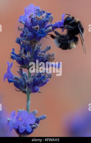 Bee nettare di raccolta Foto Stock