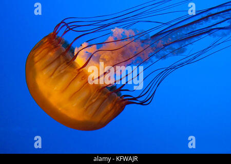 Medusa su uno sfondo blu. Foto Stock