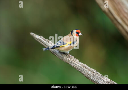 Un europeo cardellino Foto Stock