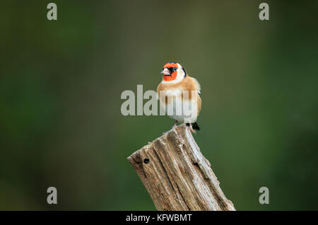 Un europeo cardellino Foto Stock
