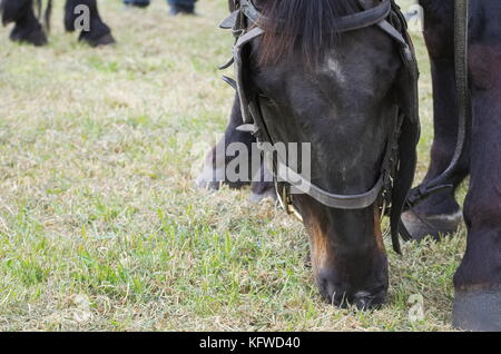 Il pascolo black horse head closeup vista frontale Foto Stock