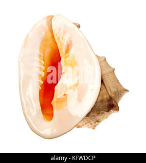 Grande e bel mantello isolato su bianco Foto Stock