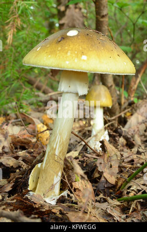 Uno quasi completamente sviluppato campione di deathcap o amanita phalloides in primo piano e il più giovane campione in background Foto Stock