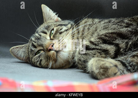 Addormentarsi tabby cat coperto con una sciarpa colorata Foto Stock