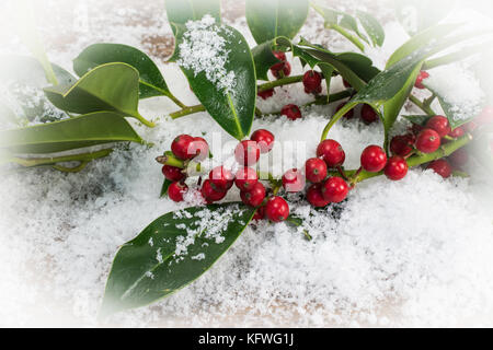 Concetto di Natale: Holly ramoscelli con bacche rosse nella neve. Foto Stock