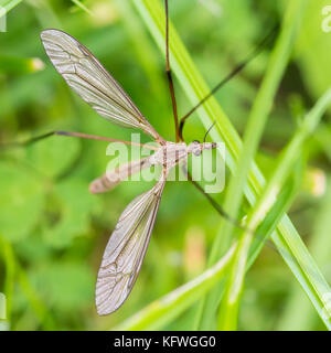 Una macro shot di una gru volare tra alcuni fili di erba. Foto Stock