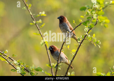 Coppia di petto squamosa munia seduta sul ramo Foto Stock