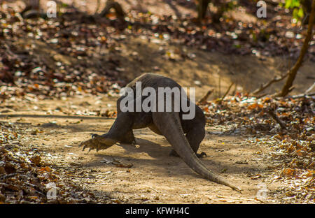 Drago di komodo sull isola di comodo, Indonesia, centro per il patrimonio mondiale dell'UNESCO Foto Stock