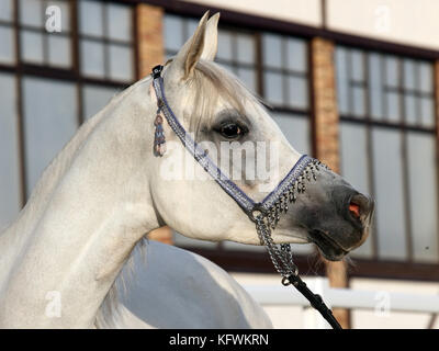 Purosangue arabo bianco cavallo ritratto Foto Stock