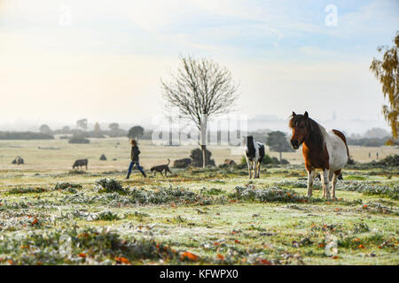 New Forest, Hampshire, Regno Unito. 1 Nov, 2017. Regno Unito Meteo. New Forest pony prendere il sole in fase di riscaldamento godendo la risalita di sole di mattina rottura attraverso la foschia e la nebbia sul Canada comune, Belford Hampshire Inghilterra. Il mercoledì mattina è stato salutato con la nebbia e la nebbia patch in Hampshire Inghilterra, anche se non le migliori condizioni per i pendolari residenti e dog walkers sul Canada comune che è sul bordo del parco nazionale della nuova foresta sono stati accolti con un bel inizio di giornata. Credito: PBWPIX/Alamy Live News Foto Stock