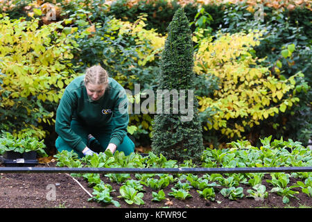 A Downing Street LONDRA, REGNO UNITO. 1 nov, 2017. giardinieri piantando nuovi impianti in terreni di Downing street. Credito: dinendra haria/alamy live news Foto Stock