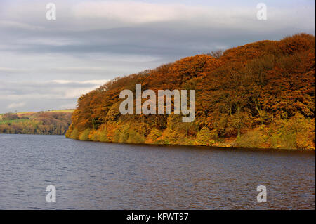 Serbatoio anglezarke e boschi, chorley, lancashire, Regno Unito. 1 novembre, 2017. Autunno dorato del sole il primo giorno di novembre al serbatoio anglezarke e boschi, chorley, lancashire, Regno Unito. Foto di credito: Paolo heyes/alamy live news Foto Stock