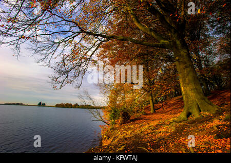 Serbatoio anglezarke e boschi, chorley, lancashire, Regno Unito. 1 novembre, 2017. Autunno dorato del sole il primo giorno di novembre al serbatoio anglezarke e boschi, chorley, lancashire, Regno Unito. Foto di credito: Paolo heyes/alamy live news Foto Stock