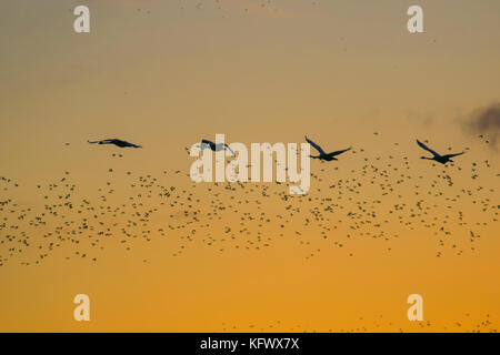 Uccelli in volo, volare tra le nuvole a wigan greater manchester, MERSEYSIDE REGNO UNITO Meteo Novembre, 2017. Starling mumuration oltre Tarleton. Whooper cigni e migliaia di storni raccogliere su Martin semplice come l'insorgenza di temperature fredde e early nights che innesca questa raccolta in autunno e inverno raggruppamenti. Il rumore che essi fanno descritto come un mumur o vibrazione, ma è piuttosto intensa ed è pensato per formare parte di una comunicazione di sorta. L interazione tra i numeri enormi è incredibile ed è pensato per essere formato su di un singolo principale di mantenere una distanza definita alla più vicina all'uccello. Il credito. Foto Stock