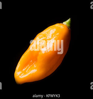 Santa Ana, California, Stati Uniti d'America. Xviii oct, 2017. Il peperoncino habanero originato nella regione amazzonica e ha fatto il suo modo per il Messico. Acerbi habanero peperoni sono verde, ma maturano in una varietà di colori. Giudizio medio sulla scala Scoville è 100.000 a 350.000. Credito: Stan Sholik/ZUMA filo/Alamy Live News Foto Stock