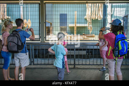 Berlino, Germania. 17 agosto 2017. I visitatori dello zoo osservano un grande gatto predatore addormentato nella casa dei predatori nel giardino zoologico di Berlino, Germania, 17 agosto 2017. Crediti: Gregor Fischer/dpa/Alamy Live News Foto Stock
