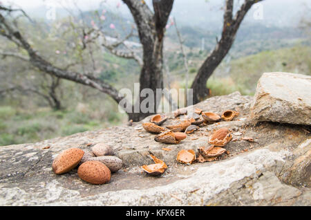 Una manciata di mandorle su una roccia con un albero di mandorle nelle colline andaluse e posteriori in lontananza. Alcuni sono aperti, altri - ancora nel guscio. Foto Stock