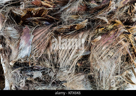 Texture di sfondo in fibra vegetale sul tronco di Palm Foto Stock