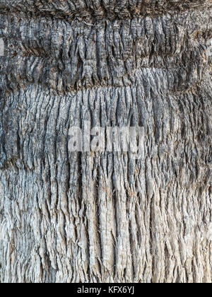 Background rugose e screpolate texture di Palm tree Foto Stock