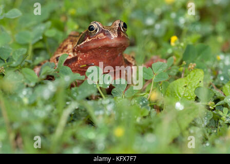 Rana comune, rana temporaria, in caso di pioggia le gocce di pioggia sulle piante, prato a lato del laghetto, giardino, bagnato, trifoglio Foto Stock