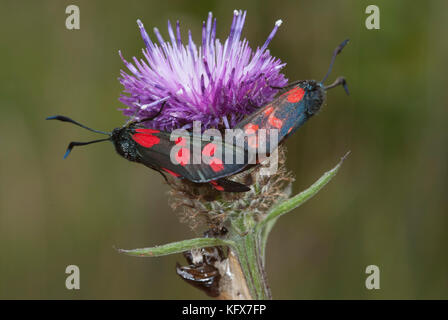 Sei spotted Burnett, falena zygaena filipendulae stephensi, coppia coniugata, fiore di cardo, vivacemente colorato giorno flying moth, velenosi, nero, rosso, spot Foto Stock