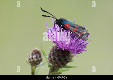 Sei spotted Burnett, falena zygaena filipendulae stephensi, su viola fiore di cardo, vivacemente colorato giorno flying moth, velenosi Foto Stock