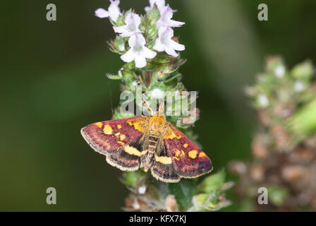 Piccolo pyralid tarma pyrausta purpuralis, sulla fioritura di timo, foodplant, in giardino, vola di giorno Foto Stock